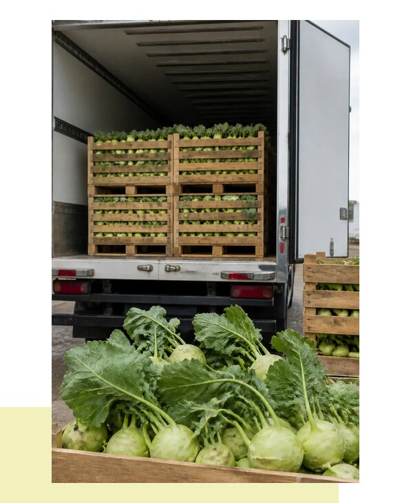 Перевозка кольраби в Барнаул с гарантией сохранности груза